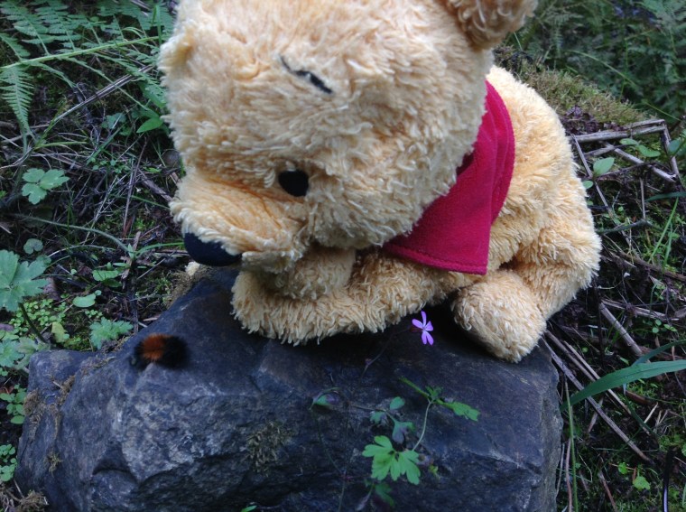 Bean catapillarjpg.jpg